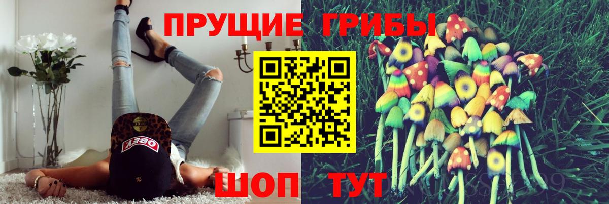 Псилоцибиновые грибы Psilocybine cubensis Мурино